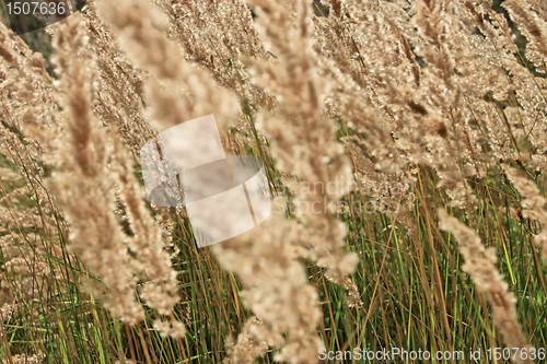 Image of Cereal herbal texture