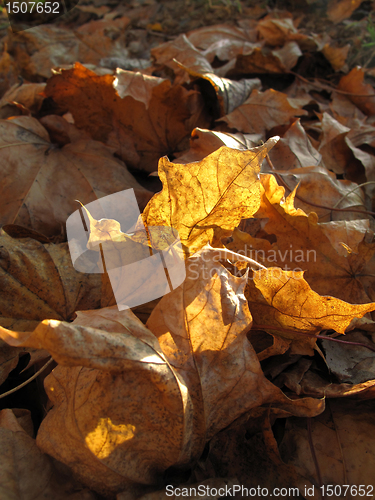 Image of dry autumn leaves