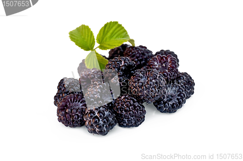 Image of Blackberries with leaf