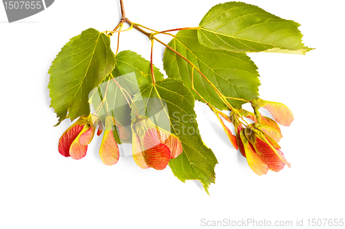 Image of Branch of maple leaves and seeds