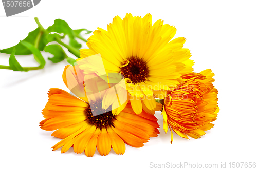 Image of Calendula