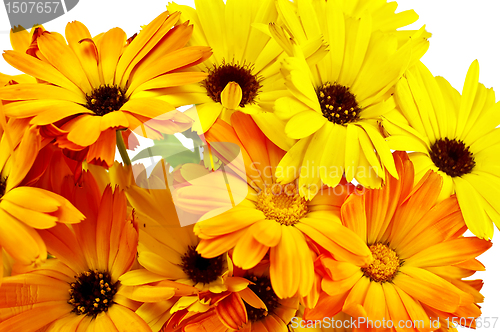 Image of Calendula Bouquet