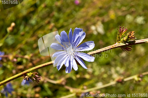 Image of Chicory