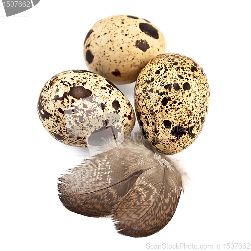 Image of Eggs quail