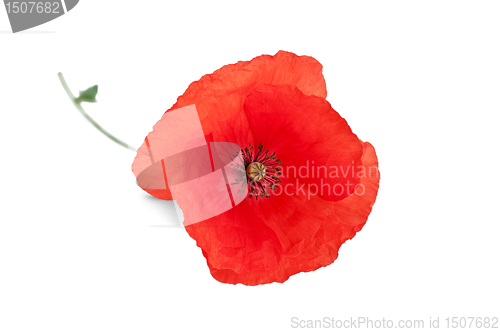 Image of Poppy red
