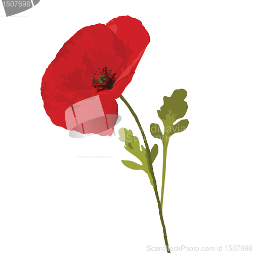 Image of Poppy red