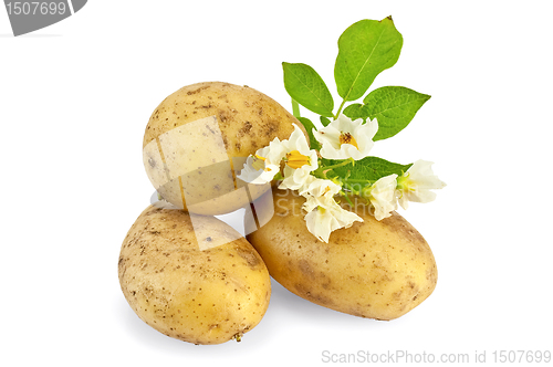 Image of Potato yellow with a flower