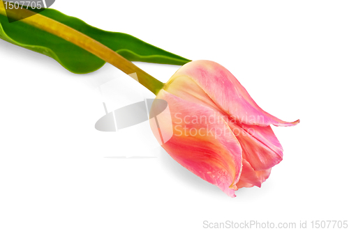 Image of Tulip pink
