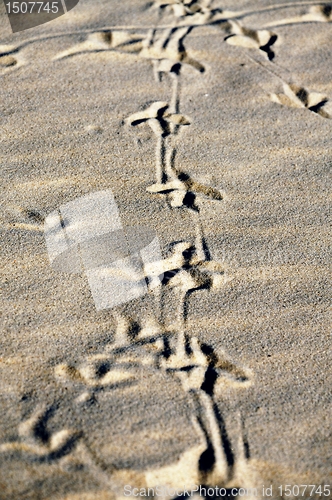 Image of Birds footprint.