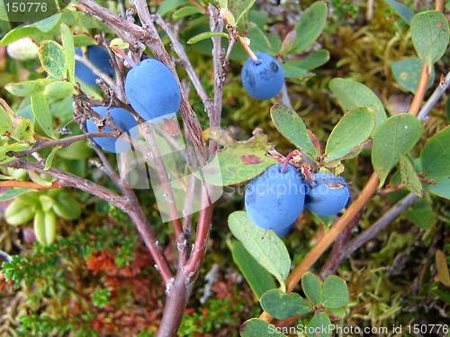 Image of Bog blueberries