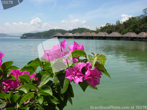 Image of flowers