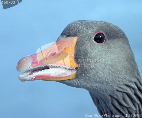 Image of Greylag goos