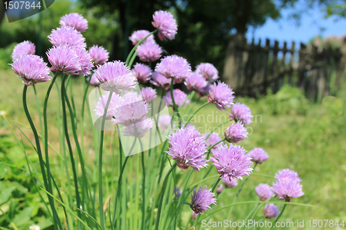 Image of Chives