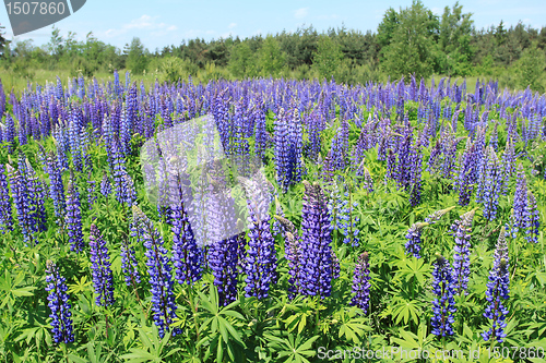 Image of Lupin flowers
