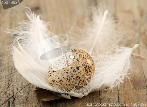 Image of Easter still life with quail eggs and feathers.