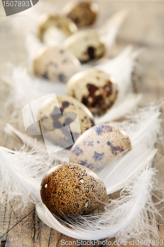 Image of Easter still life with quail eggs and feathers.