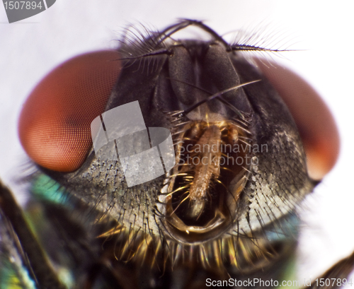 Image of housefly