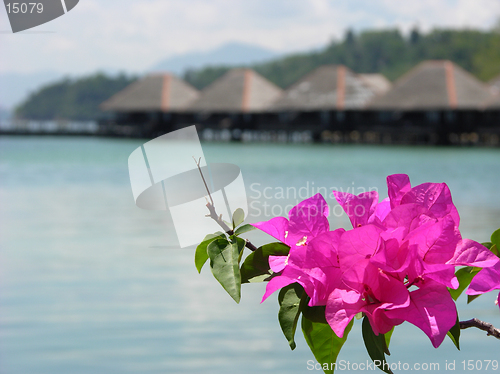 Image of flowers