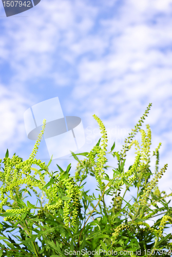 Image of Ragweed plant