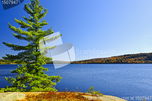 Image of Pine tree at lake shore