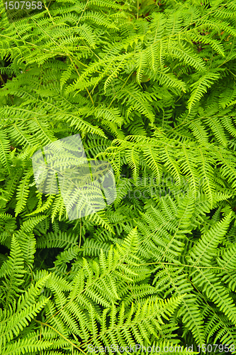 Image of Fern background