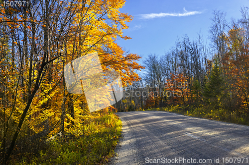 Image of Fall forest road