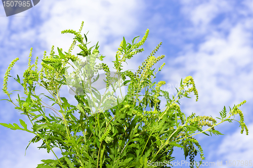 Image of Ragweed plant