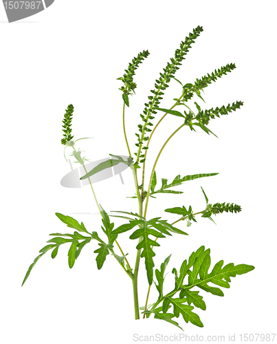 Image of Ragweed plant