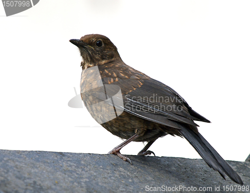 Image of Femaleblackbird