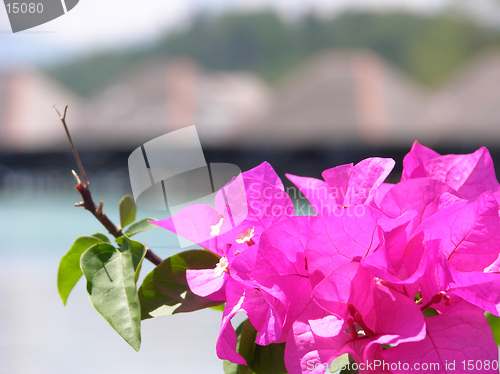 Image of flowers