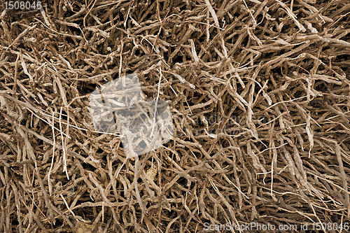 Image of Roots of plants - natural background