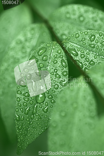 Image of Droplets of dew on leaves