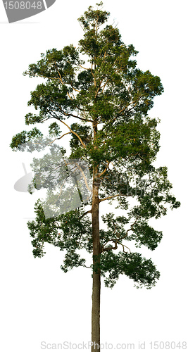 Image of Crown of big tree on white