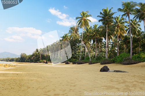 Image of Tropical landscape with palm