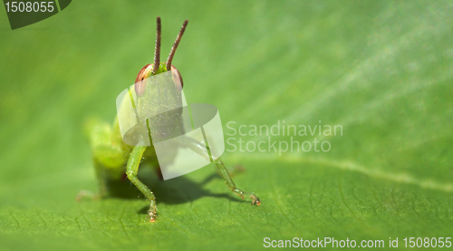 Image of Green funny grasshopper on a leaf - business card format