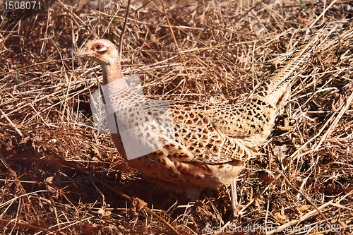 Image of female pheasant