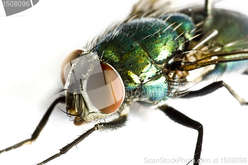 Image of iridescent house fly in close up