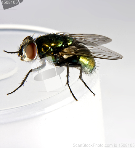 Image of house fly in close up shot