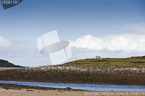 Image of single sheep in blue sky