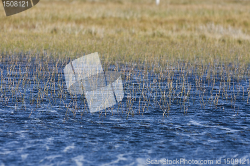 Image of weed in blue water