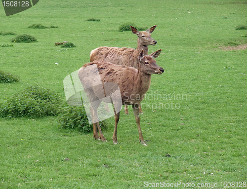 Image of red Deers on green grassland