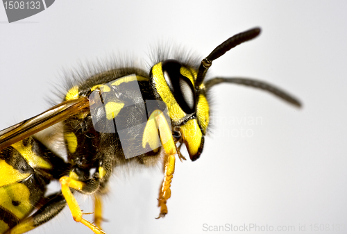 Image of head of wasp in grey background