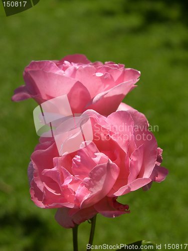 Image of Pink Roses