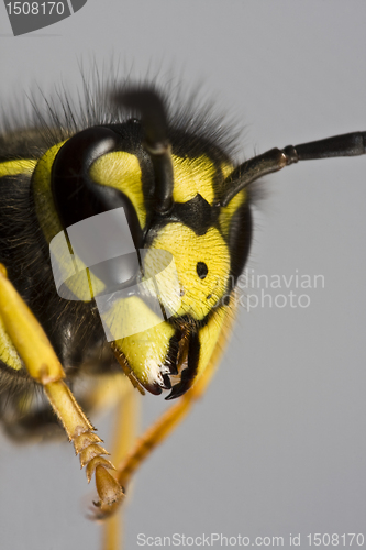 Image of head of wasp in grey background