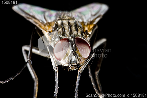 Image of Hose fly with black background and huge compound eyes