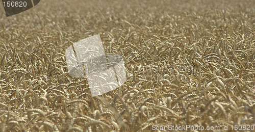 Image of Wheat Field