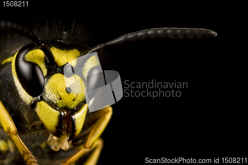 Image of head of wasp in black background