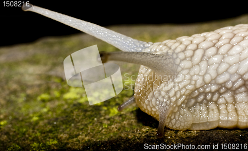 Image of head of snail