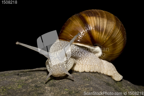 Image of snail in black background