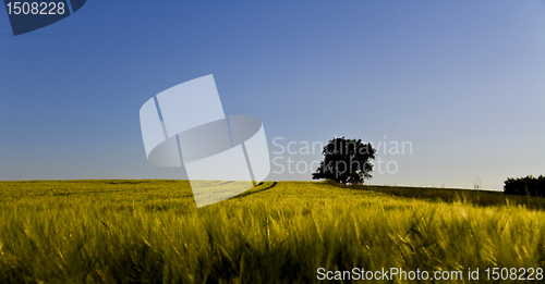 Image of single tree and grainfield